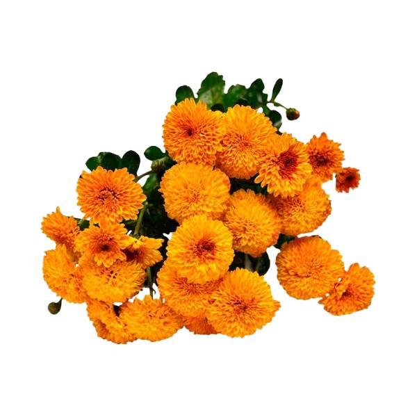Agrify Fresh Shevanti Flowers Mix 100 Gms