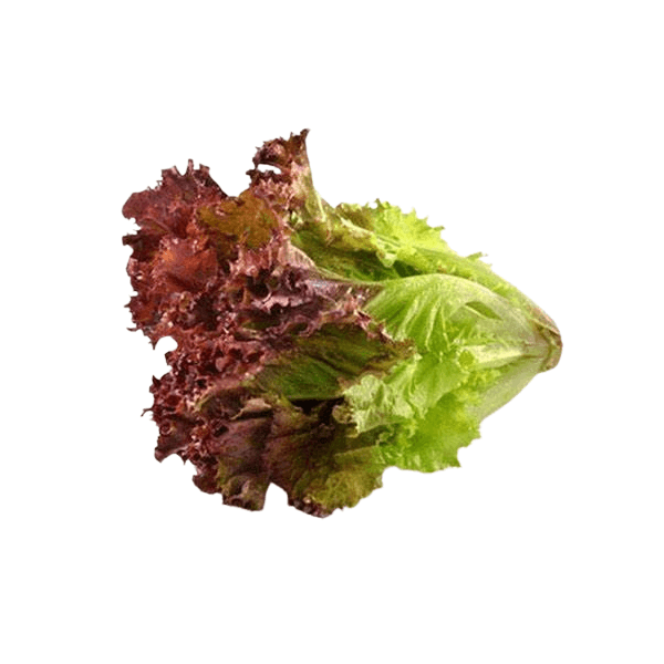 Agrify Fresh Lettuce - Red 1 Pc
