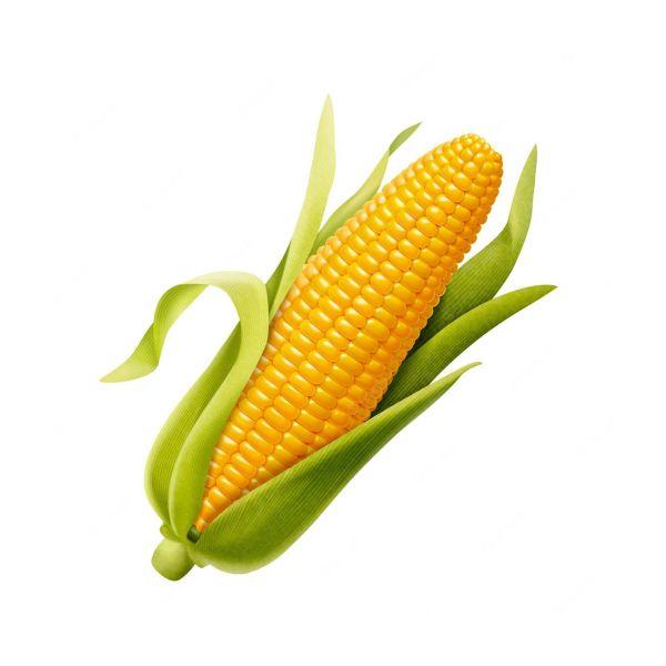 Agrify Fresh Sweet Corn 1 Pc
