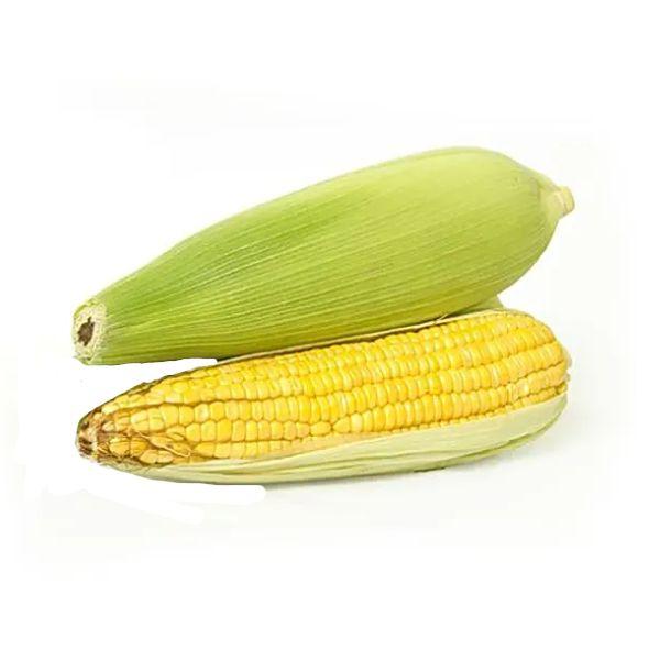 Agrify Fresh Sweet Corn 2 Pcs
