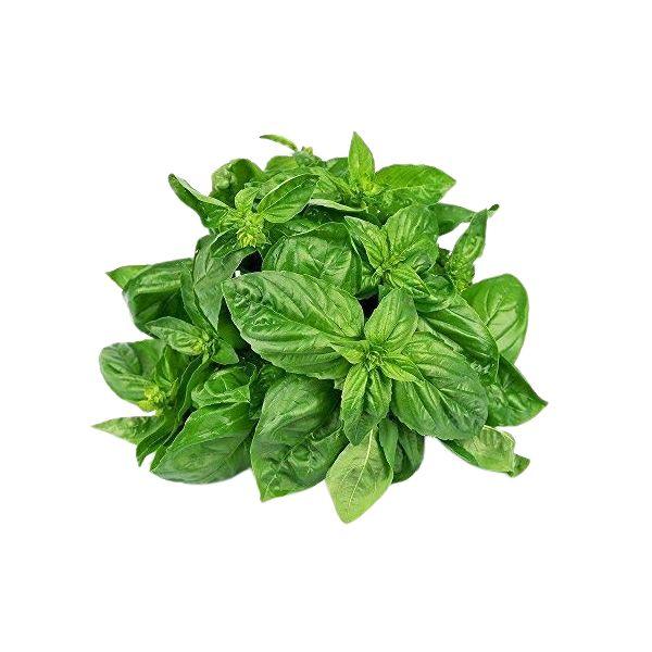 Agrify Fresh Basil Leaves 100 Gms