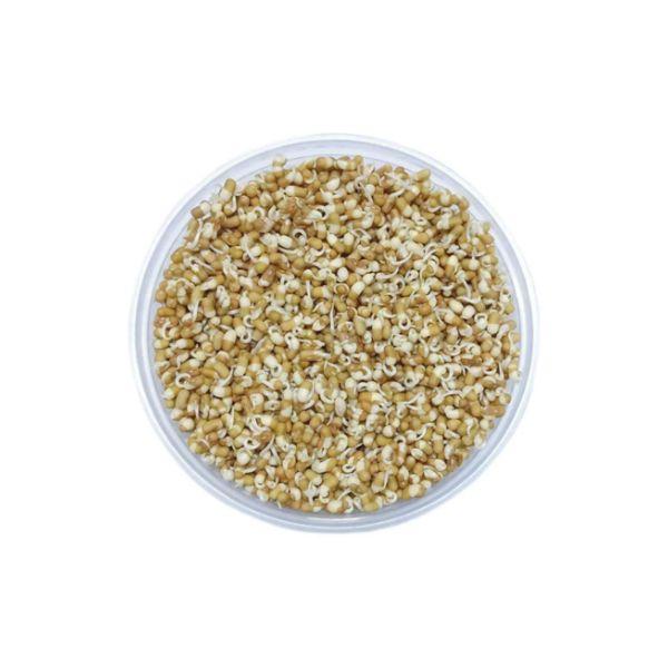 Agrify Fresh Sprout - Matki 250 Gms
