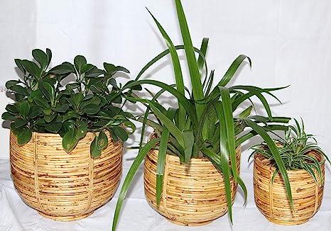 Dastkar Crafts Cane Pot Planter Tub U Shape Base by RDE Collections (Set of 3 - Small, Medium and Large)